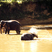 Elefanten bei Kandy