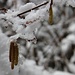 Frühling vs Winter