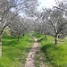 Weg durch Olivengärten