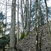 Mehrstämmige Buche mit "Elfenaugen".