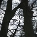 "Wächst ein Ast eines Baumes mit dem Stamm eines andern zusammen, dann zeigt dies eine überdurchschnittlich starke Vitalkraft am Ort." (Guntram Stoehr, Vom Wesen der Bäume)
