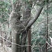 Grosses "Elfenauge" auf 600 Meter Höhe (unterhalb des Grenzsteins).