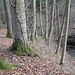 Zwischen den Bäumen hindurch sanft abfallend zum Bach.