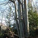 Auf der linken (westlichen) Seite des Chräzerentobels befinden sich ebenfalls verschiedene "Kraftbäume".