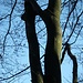 Sehr grosses "Elfenauge" im Gebiet Burketsriet (gegenüber P. 544).