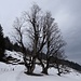 eine Vielzahl der prächtigen Bäume zwischen Brochhütte und Schwarzwaldalp