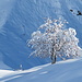 Wintertraum mit Baum