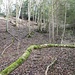 ...dann über den Bach und auf dem alten, verfallenen Weg hinauf.
