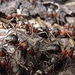 Auf einem Ameisenhaufen sind die ersten Ameisen wach<br /><br />Su un formicaio le prime formiche si sono svegliate