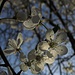 Blüten der Mirabelle (Prunus domestica subsp. syriaca), auch als Gelbe Zwetschge bezeichnet.<br /><br />Fiori della Prunus domestica subsp. syriaca