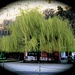 <br />In Chiggiogna hat es auch einen schönen Baum.<br /><br /><br />♩♬♫...Willow Weep For Me...♩♫♬<br /><br />(Wes Montgomery)<br />[https://www.youtube.com/watch?v=IFJhC08VCrM]<br />_____________<br />_____<br /><br /><br />♩♫♬...About a Tree...♫♩♬<br /><br />(Avishai Cohen)<br />[https://www.youtube.com/watch?v=mVRGFusKJ_0]