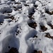 diesen "Winter" ein häufiges Bild: viel Laub auf dem Schnee