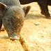 Ein kleines Schwein, das einen Bambustrieb frisst