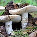 Mushrooms pushing up