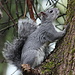[http://en.wikipedia.org/wiki/Western_gray_squirrel Western Gray Squirrel]