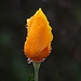 California Poppy (Eschscholzia californica) not opening up today due to the rain