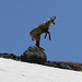 Chamois having fun in the snow II
(Notice the chamois is not standing on the rock in the background, but jumping up in the air)