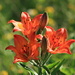 Fire Lily (Lilium bulbiferum, Feuerlilie)
