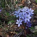 fioriture ...spettacolo