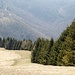 sempre bella la schiera dei pini