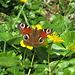 dieses Jahr sind die Schmetterlinge besonders bunt?
([http://de.wikipedia.org/wiki/Tagpfauenauge Tagpfauenauge] - Schmetterling des Jahres 2009)