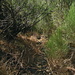 Die Vegetation nimmt auf dem Weg überhand / The vegetation takes over hand on the path / La vegetación crece sobre el sendero