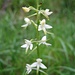 Weiße Waldhyazinthe (Platanthera bifolia) - eine Orchidee