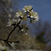 Fleurs d'épine noire ou prunellier  (prunus spinosa)