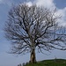 der (halbwegs gespaltene) Gipfelbaum auf Brästenegg