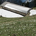 Krokus-Schwemme bei Ober Planggen ..