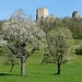 Frühling und Ruinen Schloss Landskron 1
