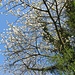in BL blühen (auch die wilden) Kirschbäume