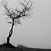 Baum vor Windräder (ganz schwach im Dunst zu erkennen)