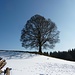 Auch im Winter schön ... ein "Kugelbaum"