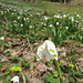 Frühlings-Knotenblume (Leucojum vermum), auch "Märzenbecher" genannt