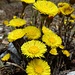 Huflattich, immer eine der ersten Frühlingsblumen.