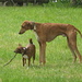 Afrikanischer Hirtenhund (Basenji) und afrikanischer Windhund. Die waren schneller oben als wir