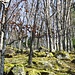 trockener Eichenwald am Geisskopf