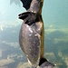 Pinguin - Schildkröte
