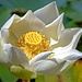 Lotusblume im Sir Seewoosagur Ramgoolam Botanical Garden, Pamplemousses im nördlichen Teil.