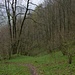 Grüner Bärlauchteppich im Wald.