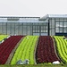 Salat-Plantage