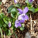 Waldveilchen