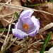 ein bisschen Einblick gewährt diese Krokus
