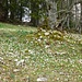 Typisches Bild. Buche, Steine, Moos umgeben von Blumen