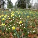 Aprilglocken mit Geisseglöggli