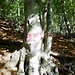 Un segno inequivocabile situato sopra i ruderi di Pogallo Dentro (non toccati da questo percorso). Da qui il sentiero sale a ripide svolte sul costone boscato fino alla radura dell'Alpe Cavrua.