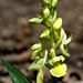 Orchidea pallida