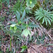 Helleborus viridis L.  Ranunculaceae

Elleboro verde-
Hellébore vert.
Grüne Nieswurz.