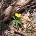 Anemone ranuncoloides L.  Ranunculaceae

Anemone giallo.
Anémone jaune.
Gelbes Windroeschen.